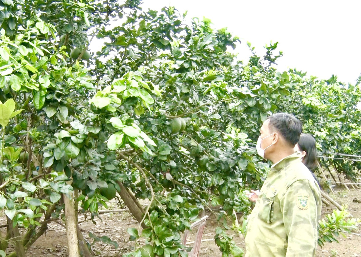 Vườn cây trái lớn chất lượng cao ở Bình Yên khá nhiều.