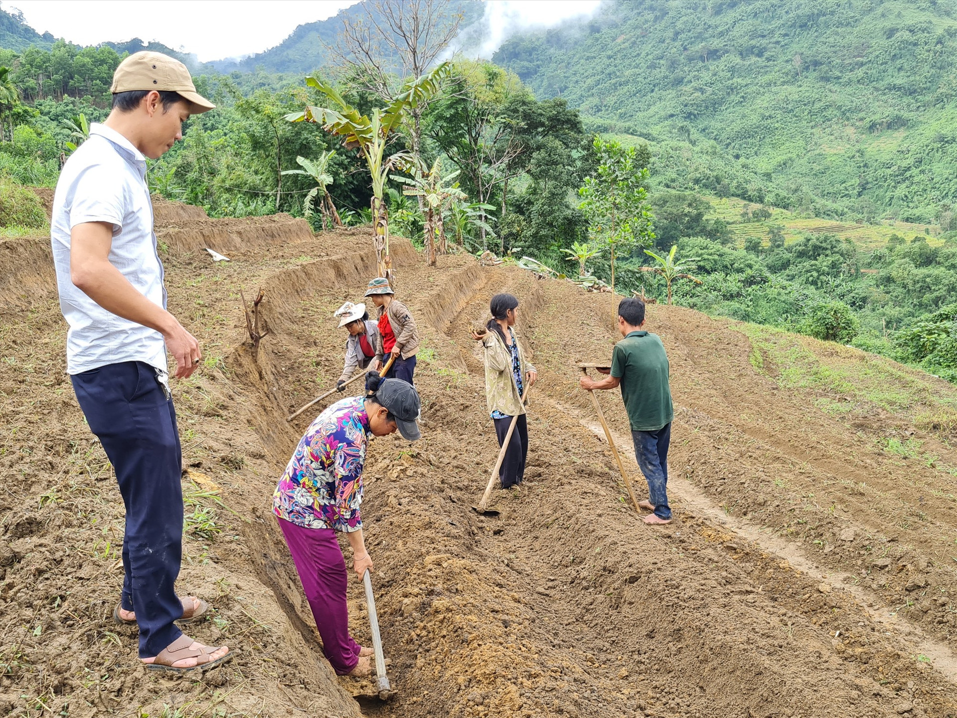 Người dân vùng cao Nam Trà My được các hợp tác xã hỗ trợ giống, kỹ thuật trồng cây dược liệu. Ảnh: D.L