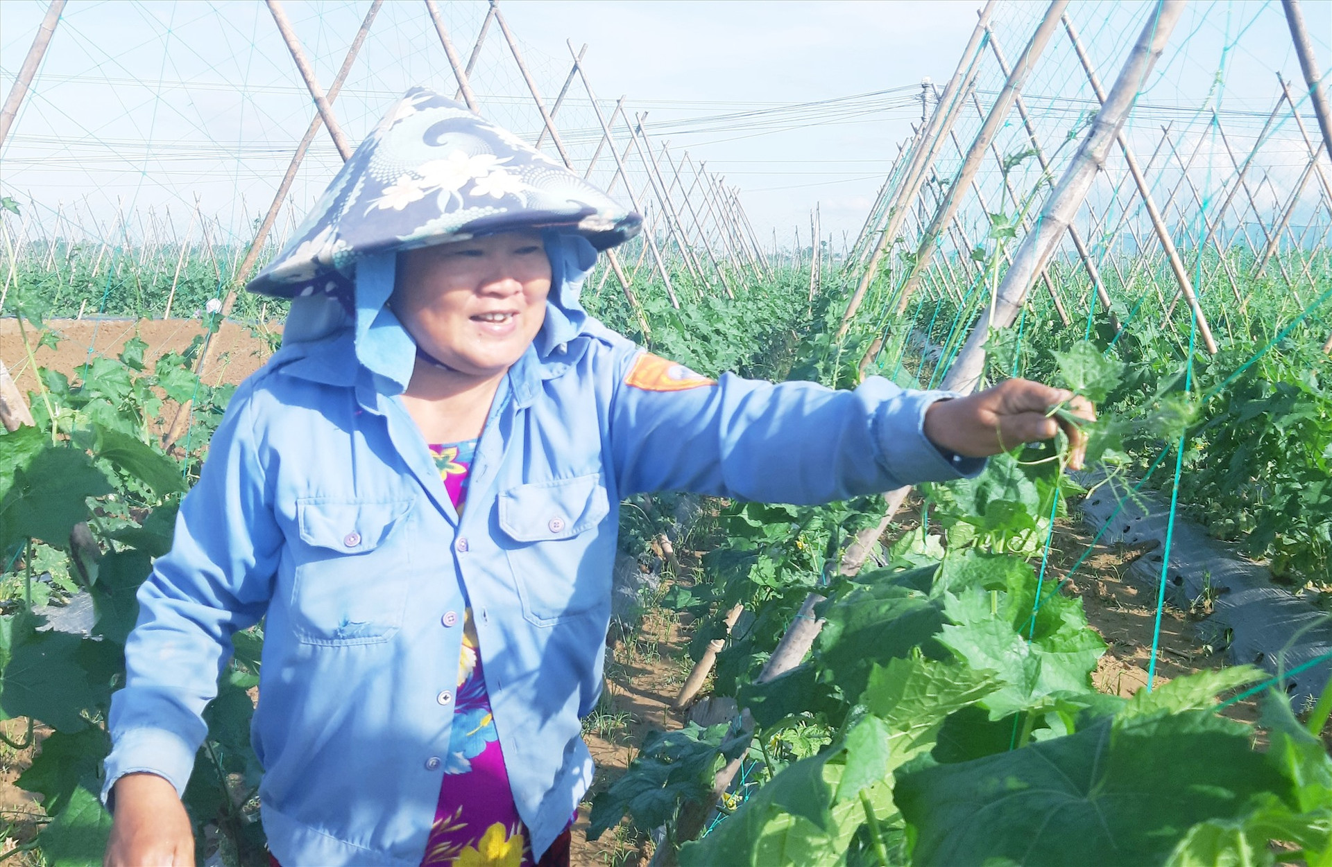 Người dân ở vùng chuyên canh Bàu Tròn (Đại An, Đại Lộc) chăm sóc các loại rau củ quả và đậu phục vụ thị trường tết. Ảnh: N.P