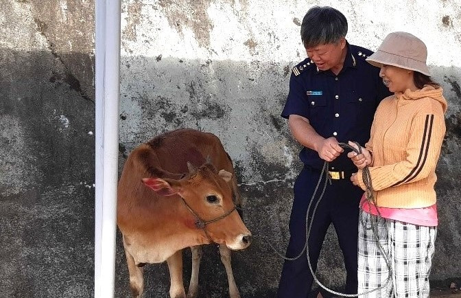Ông Lê Thành Khang - Cục trưởng Cục Hải quan Quảng Nam trao bò giống cho người dân. Ảnh: PV