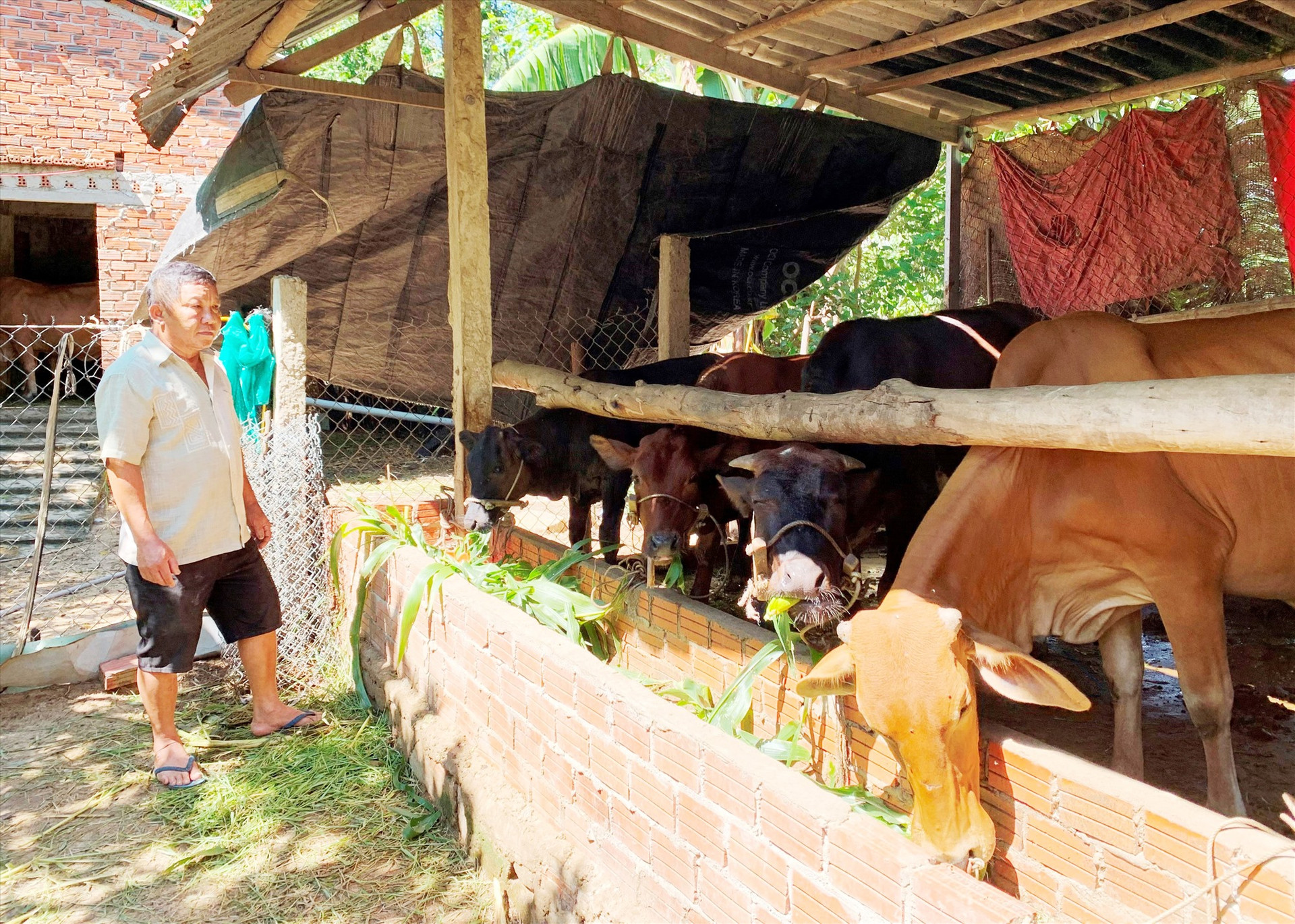 Những năm gần đây, nhiều hộ dân trên địa bàn huyện Duy Xuyên đầu tư phát triển mạnh mô hình chăn nuôi bò vỗ béo. Ảnh: Đ.P