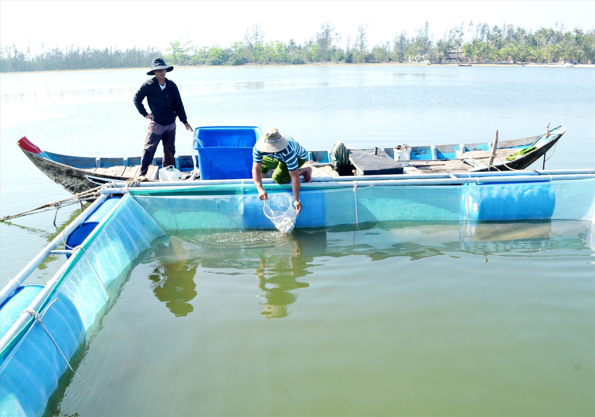 Từ thành công bước đầu nuôi cá chim vây vàng ở vùng ven biển huyện Núi Thành, ngành khuyến nông cho rằng, nhân rộng mô hình là rất cấp thiết. Ảnh: VIỆT NGUYỄN
