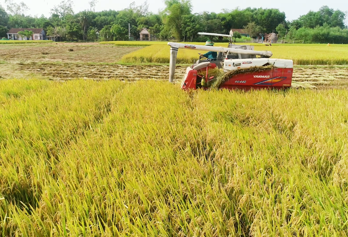 Nhờ liên kết sản xuất nên nhiều diện tích lúa ở Thăng Bình cho năng suất cao. Ảnh: T.N