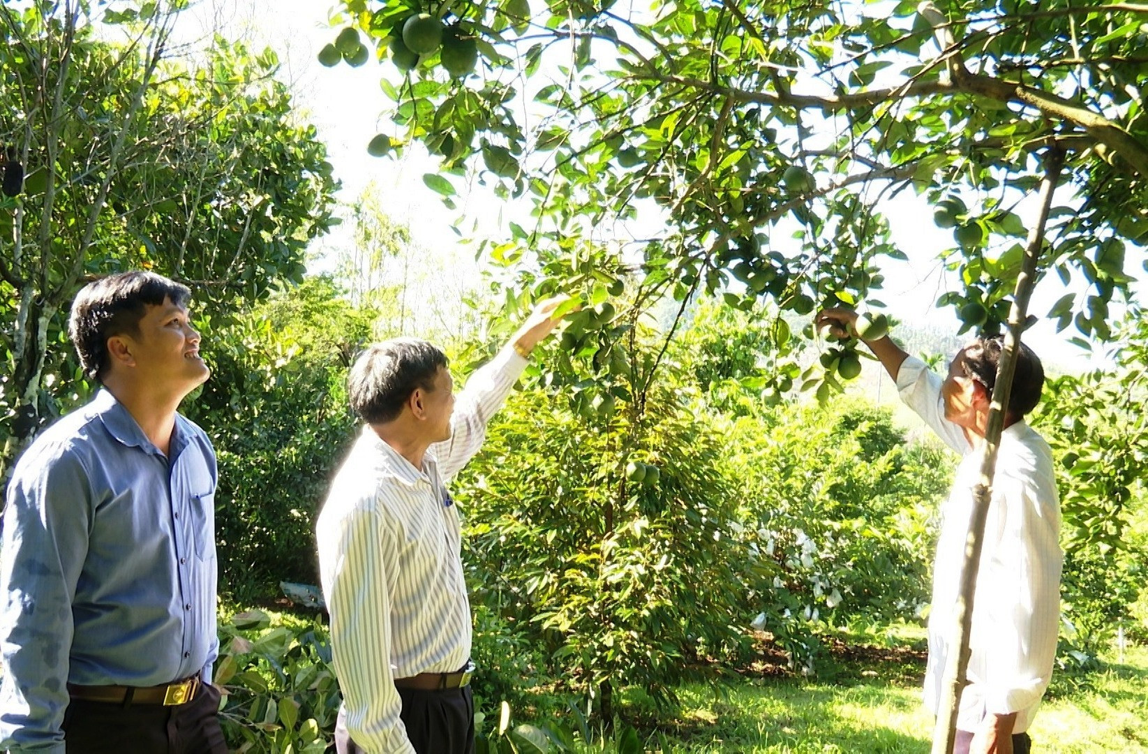Huyện Tiên Phước quan tâm hỗ trợ người dân phát triển kinh tế vườn. Ảnh: N.HƯNG