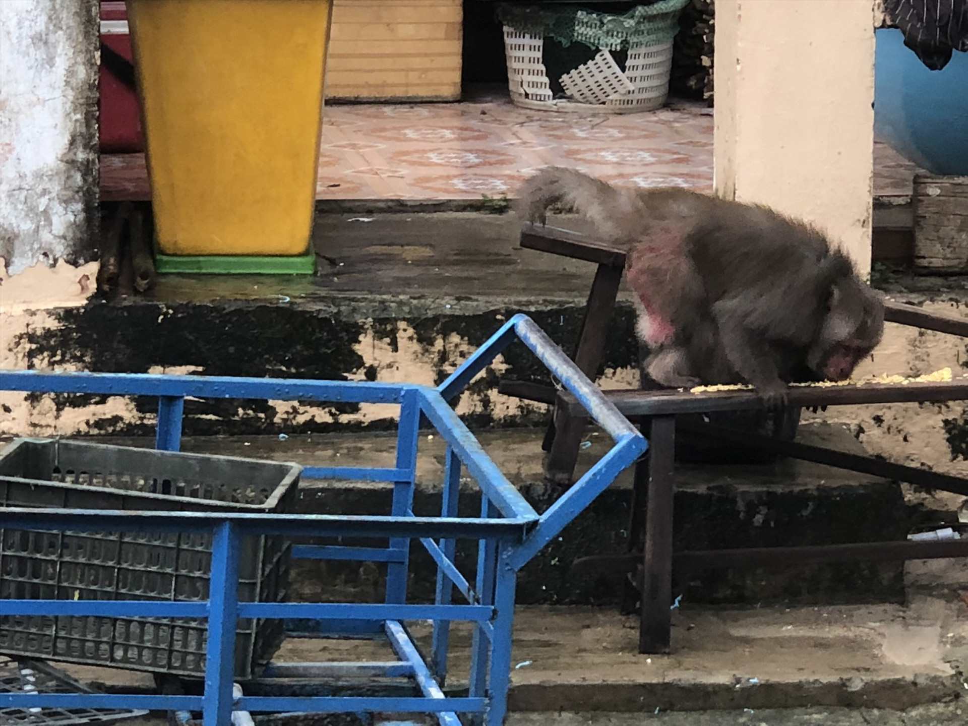 Khỉ xuống núi vào nhà dân ở Cù Lao Chàm để phá phách, tìm thức ăn. Ảnh: Người dân cung cấp.