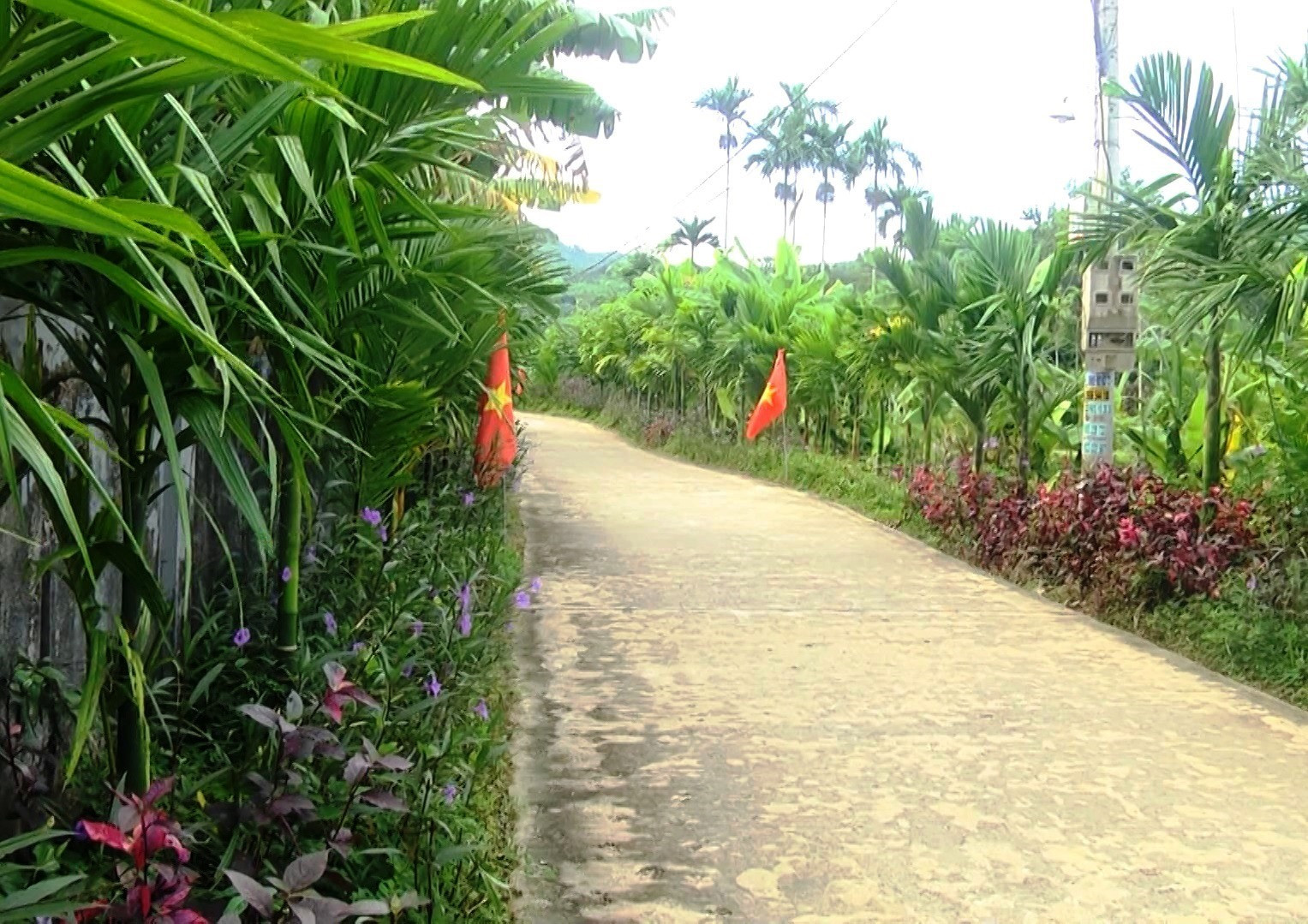 Tuyến đường hoa, cây xanh ở thôn An Long (xã Quế Phong) luôn giữ được vẻ sạch đẹp. ảnh DT