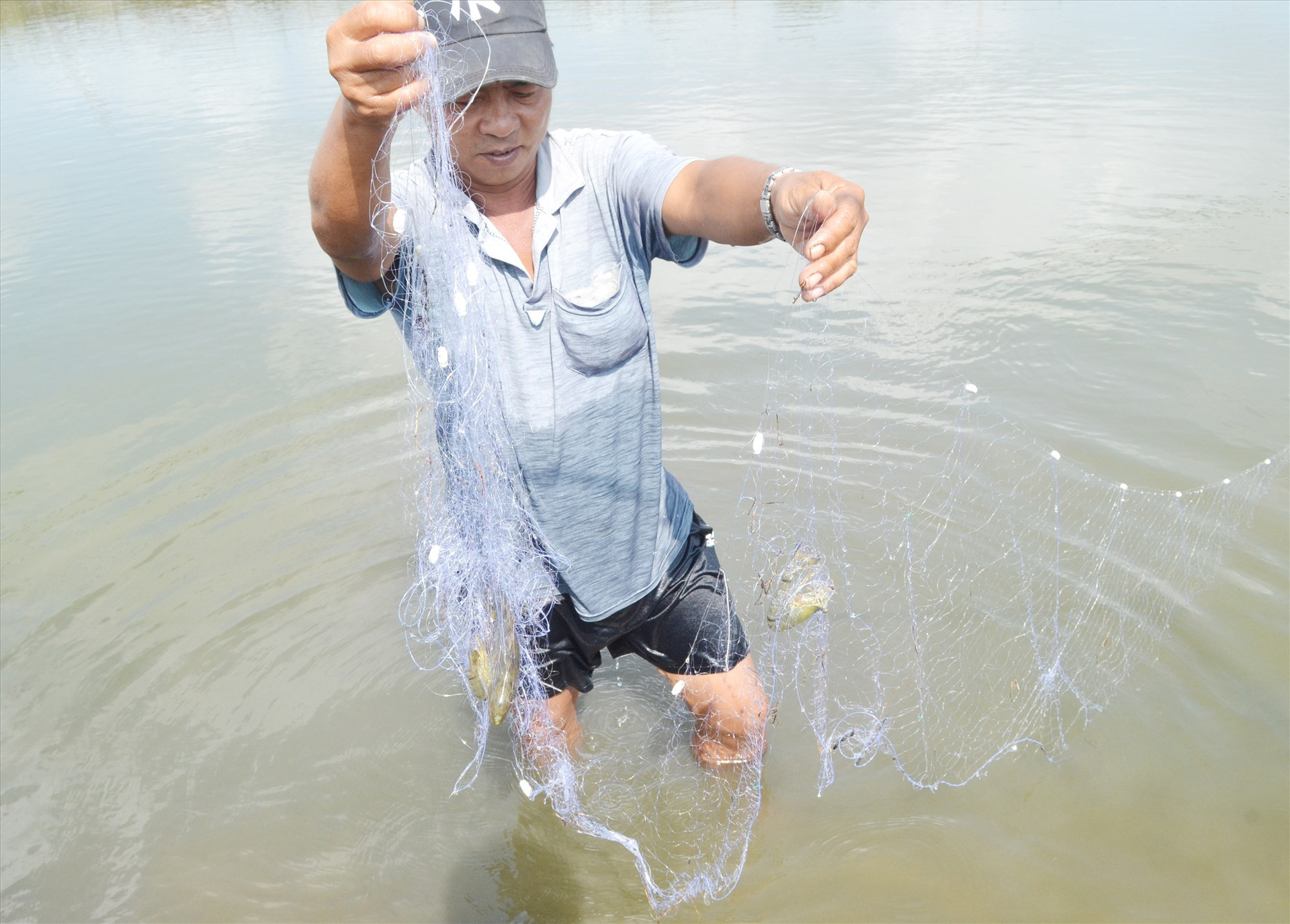 Hỗ trợ nuôi ghép cá dìa với tôm sú, cua xanh giúp người dân Núi Thành phát triển kinh tế. Ảnh: VIỆT QUANG