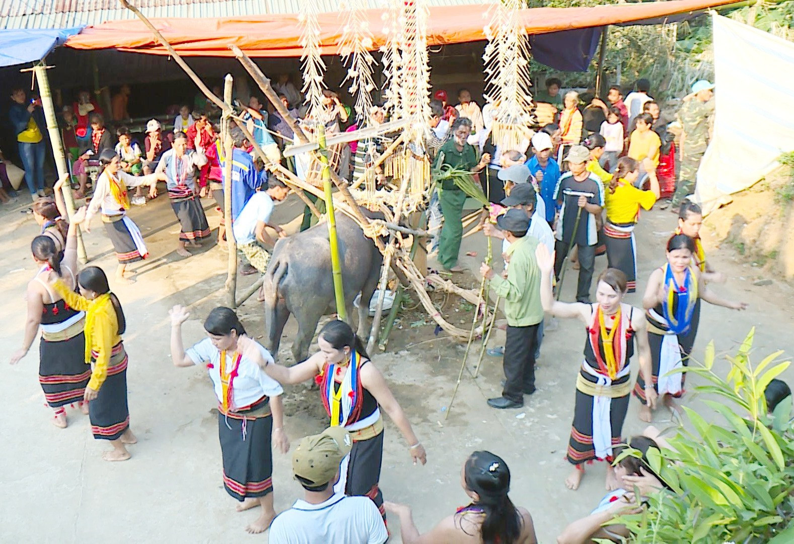 Quang cảnh nhảy múa, hát dân ca quanh cây nêu và trâu hiến tế của người Cadong tại xã vùng cao Trà Bui (Bắc Trà My) trong lễ hội ăn trâu huê. Ảnh: N.Bình