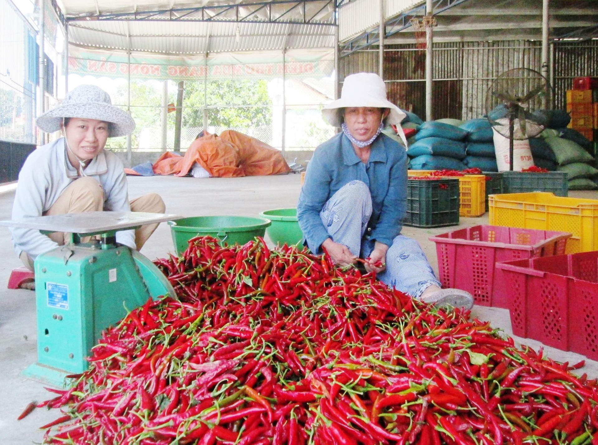 Với hơn 300ha đất chuyên canh cây ớt, thời gian tới Điện Bàn sẽ tập trung hỗ trợ phát triển mạnh các sản phẩm OCOP từ trái ớt. Ảnh: M.N