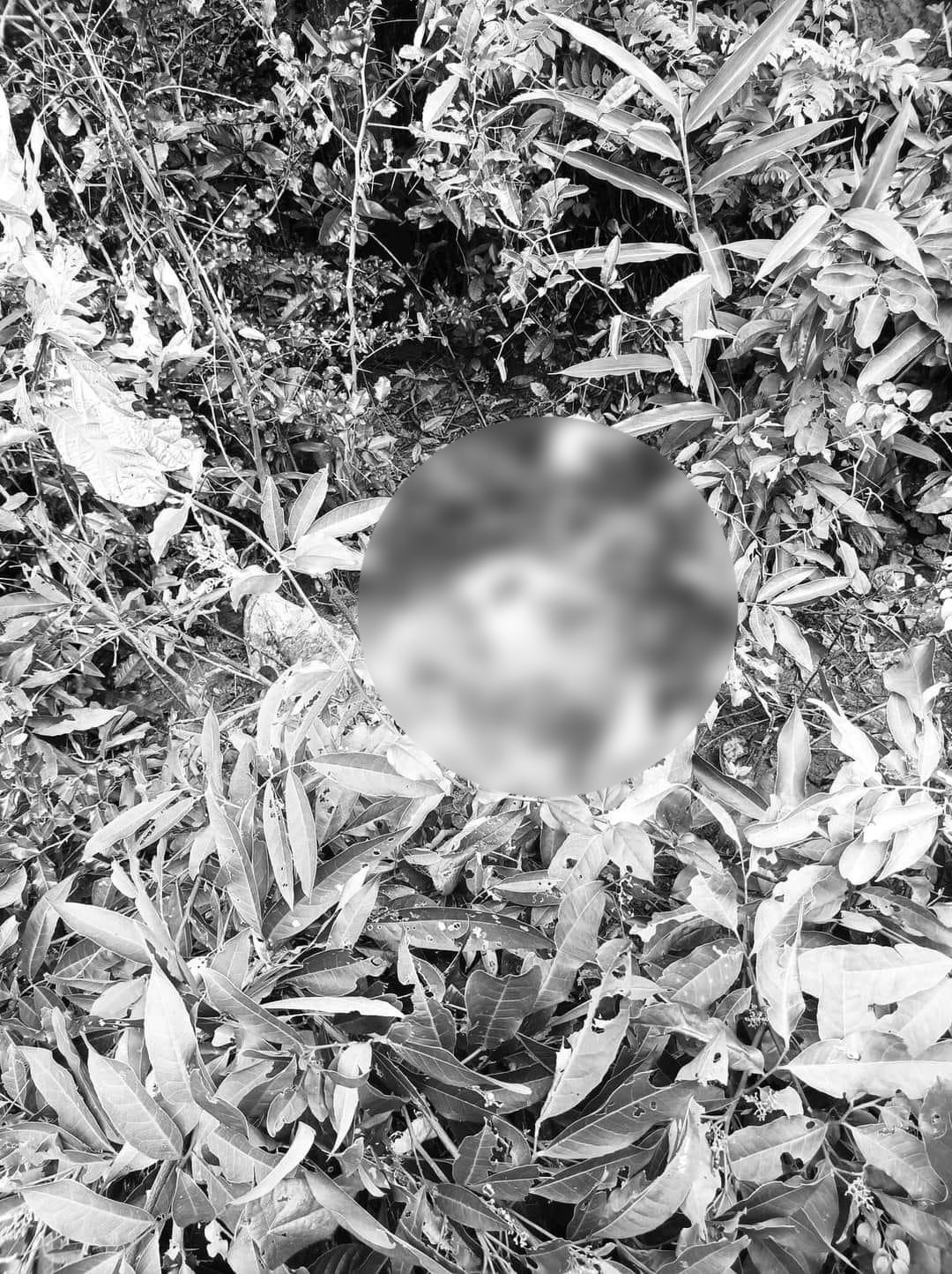 Bộ xương người đàn ông phát hiện tại bụi rậm Gò Trâm (phường Tân Thạnh – TP.Tam Kỳ). Ảnh: F.B
