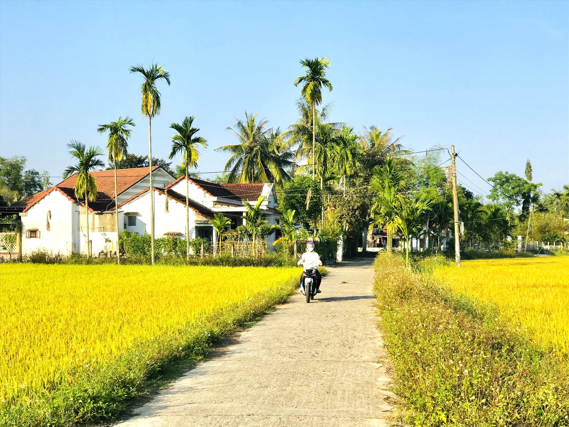 Con đường làng vào mùa lúa chín.