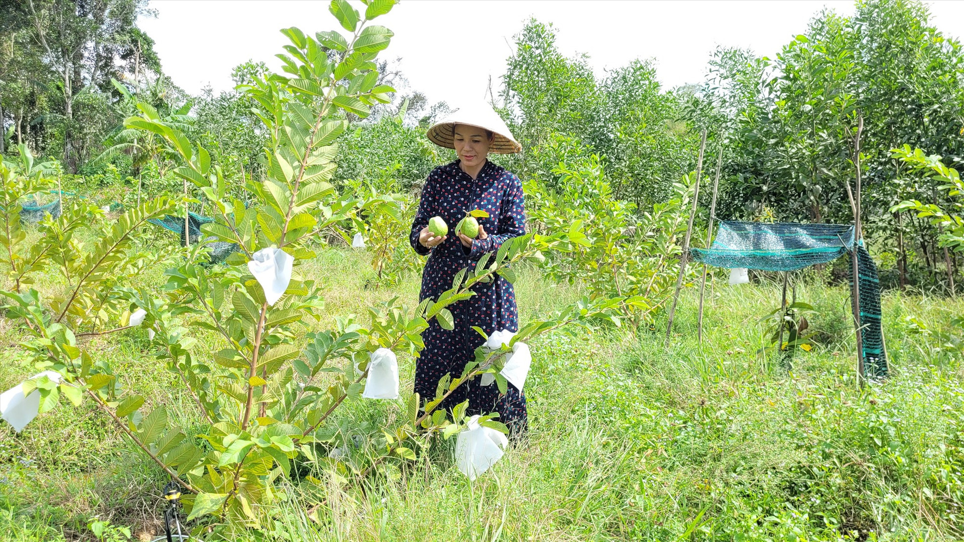Vườn ổi rộng hơn 200m2 của chị Nguyễn Thị Lan đang phát triển tốt. Ảnh: M.L
