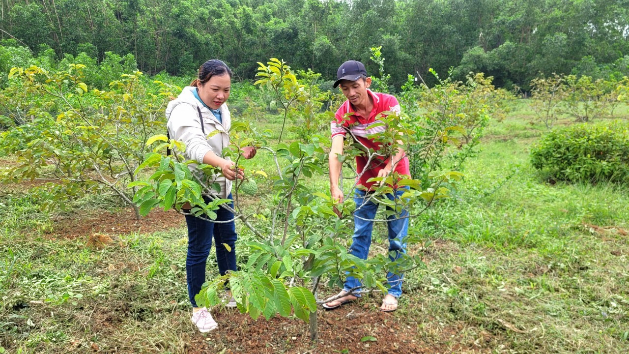 Mô hình trồng na của anh Nguyễn Văn Minh bước đầu mang lại hiệu quả kinh tế. Ảnh: M.L