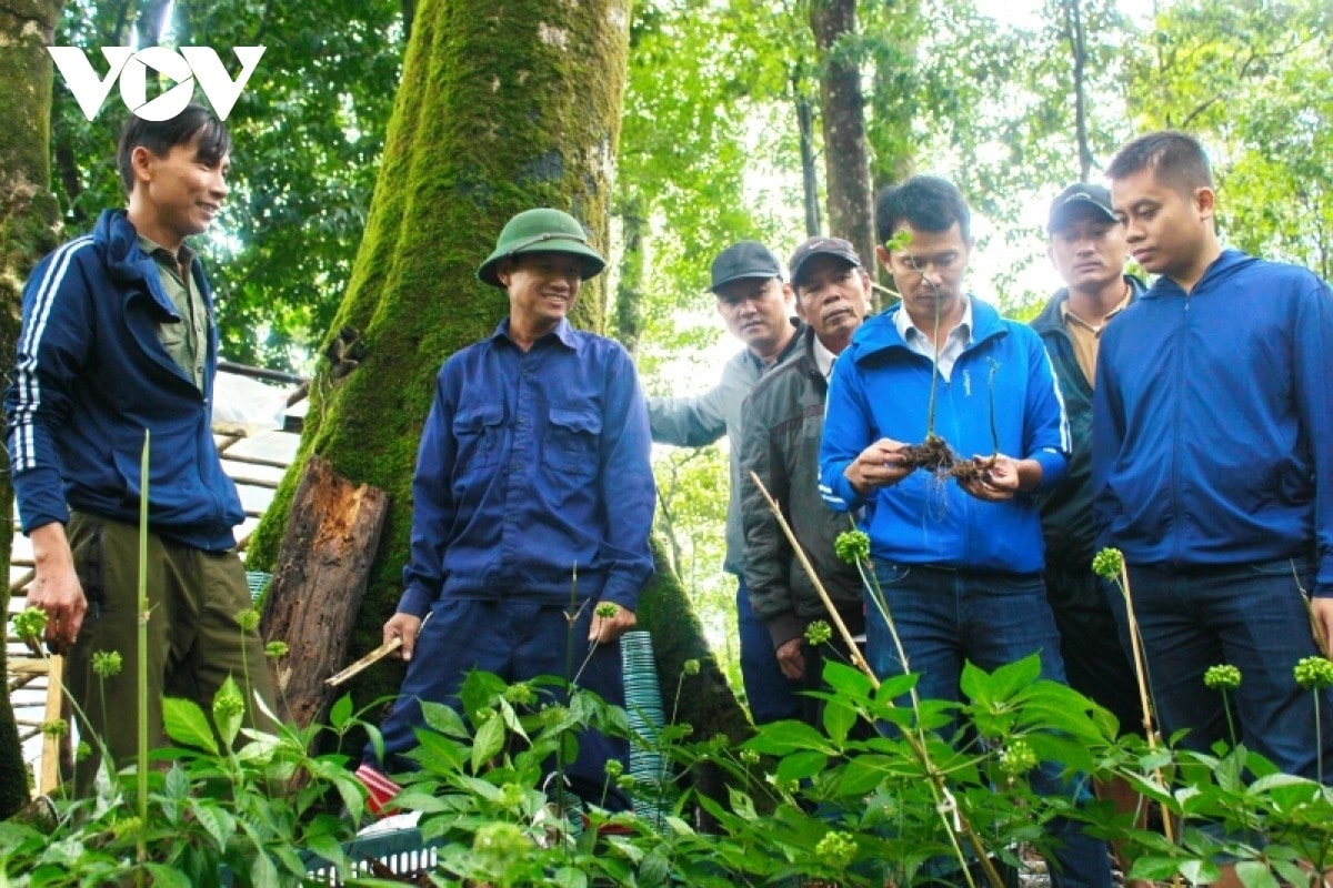 Planting and harvesting ginseng in Nam Tra My district, Quang Nam province.