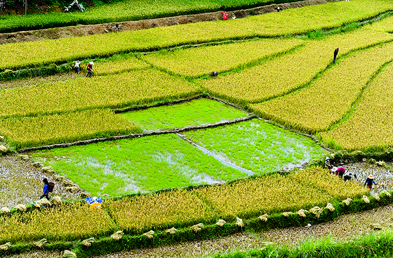 Ruộng lúa nước ở vùng cao Tây Giang.