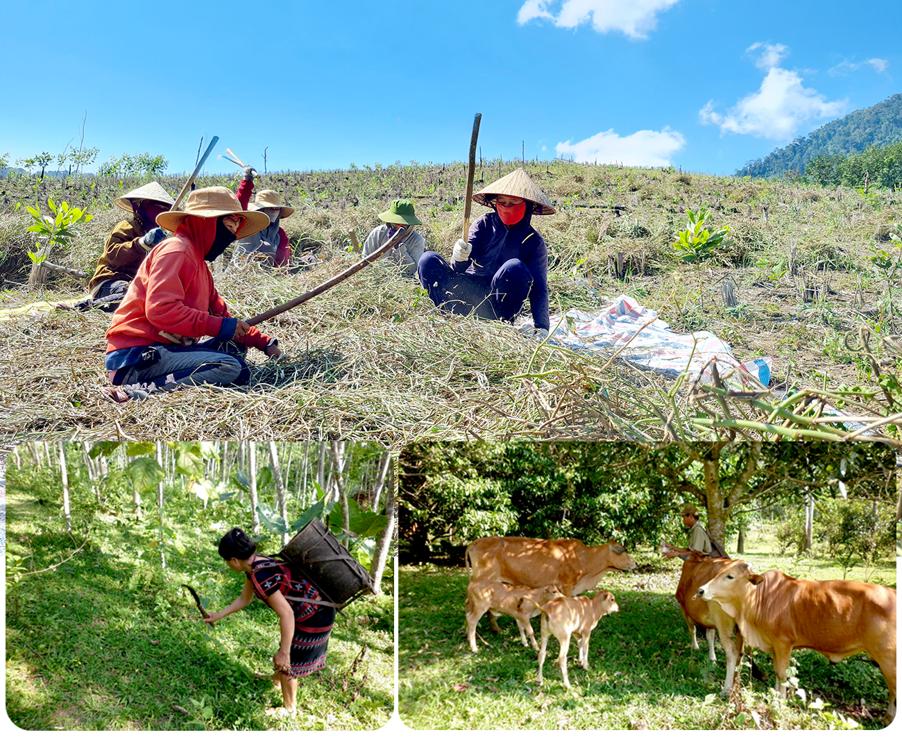 Việc làm và thu nhập là những tiêu chí quan trọng trong giảm nghèo ở miền núi.