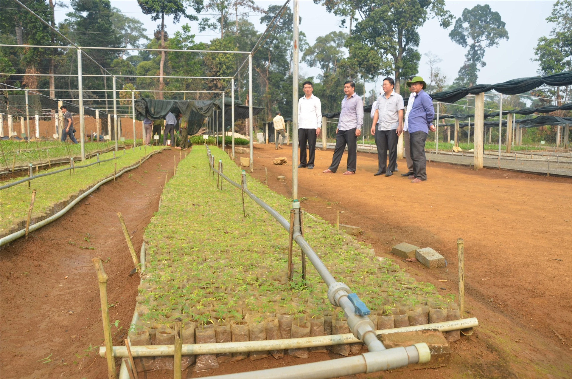 Phó Chủ tịch UBND tỉnh Lê Trí Thanh và lãnh đạo huyện Phước Sơn kiểm tra vườn dược liệu ở xã Phước Chánh. Ảnh minh họa