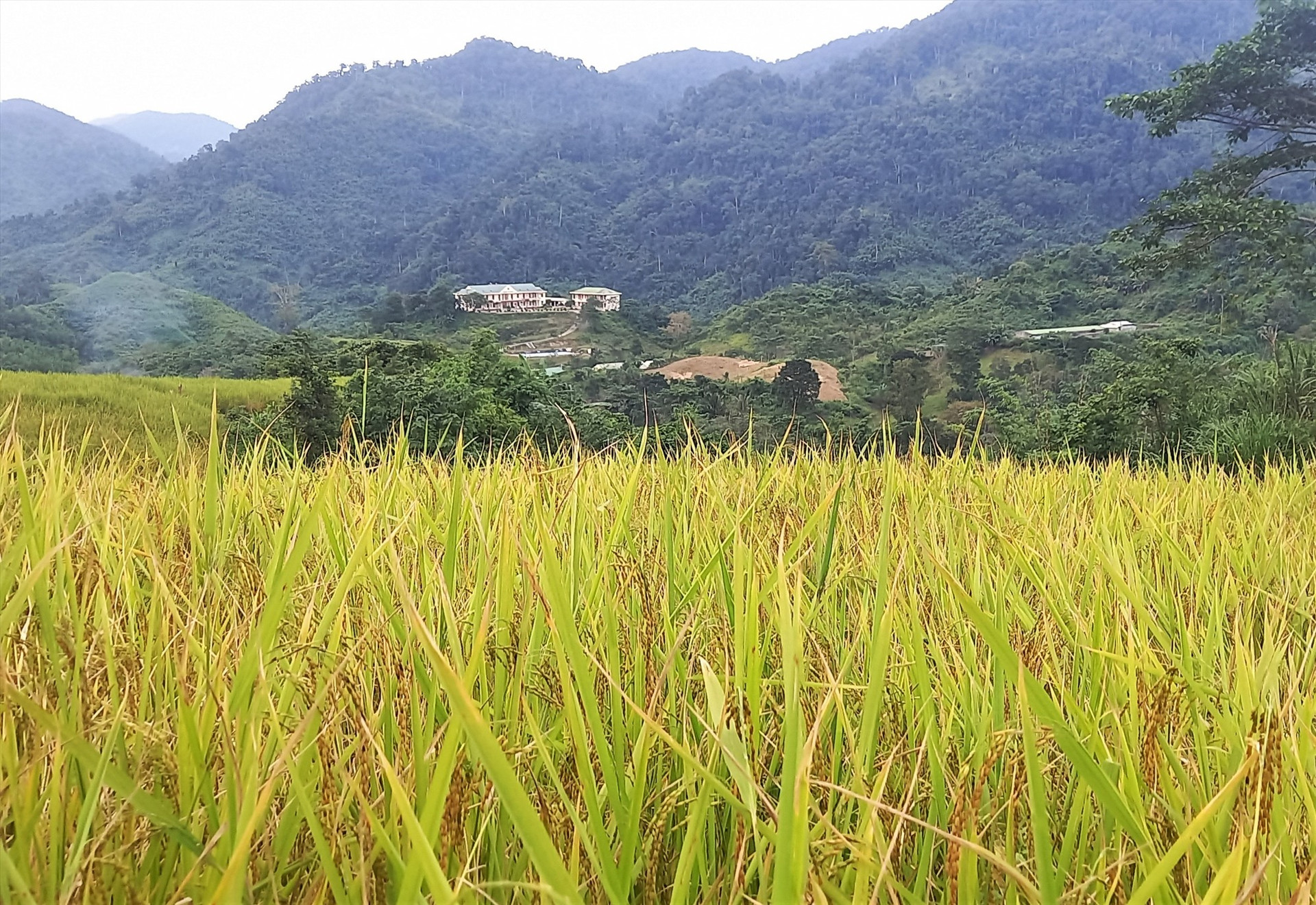 Năm 2022, sản xuất nông nghiệp trên địa bàn huyện Nam Giang đạt nhiều kết quả quan trọng. Ảnh: V.T