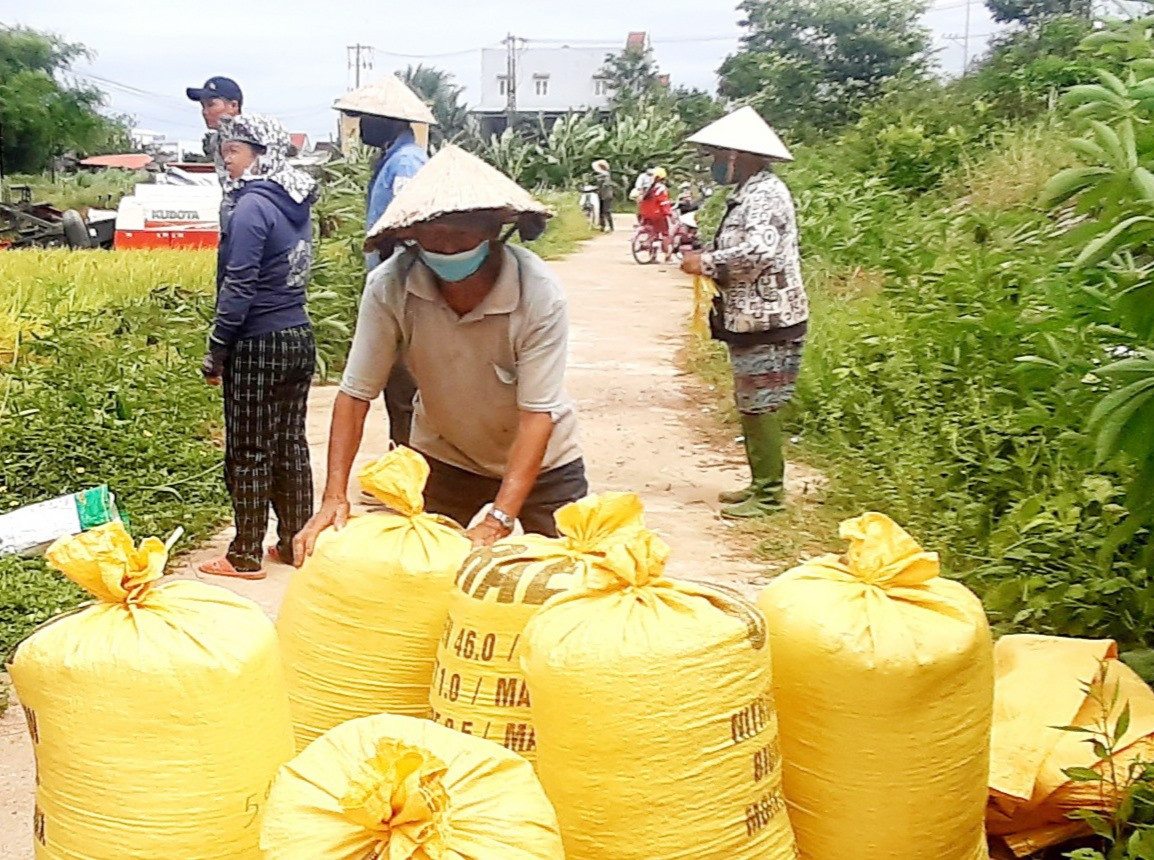 Liên kết sản xuất giống lúa hàng hóa và lúa thương phẩm chất lượng cao giúp thu nhập của nông dân Quế Sơn tăng thêm 25 – 35% so với làm lúa thường. Ảnh: N.P