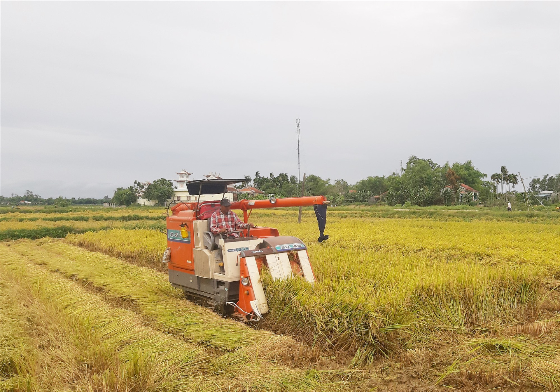 Năm 2022, nông dân Quế Sơn liên kết với các doanh nghiệp sản xuất 523ha hạt giống lúa thuần và lúa thương phẩm chất lượng cao. Ảnh: N.P