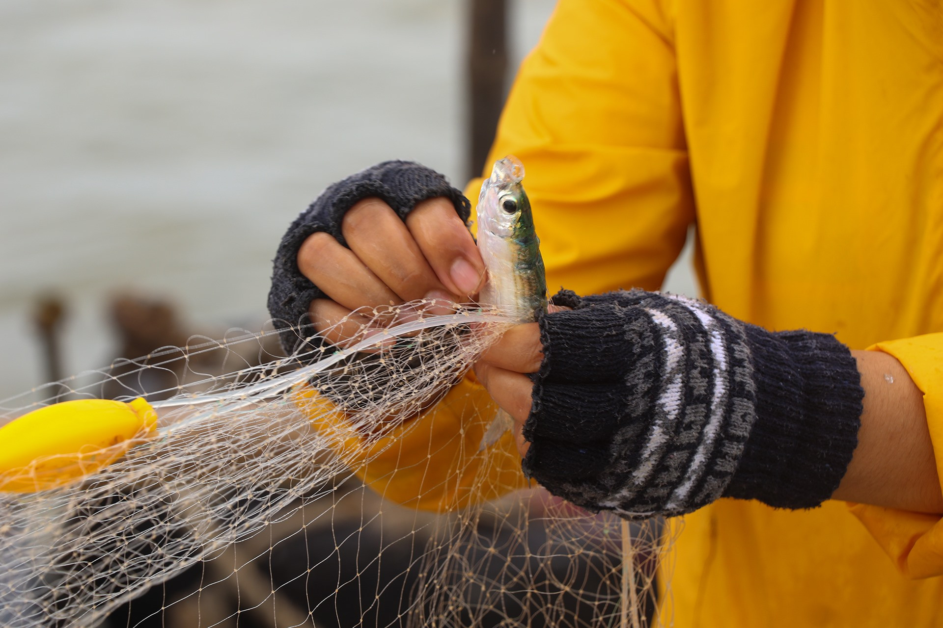 Cá trích mắc lưới gỡ không gặp nhiều khó khăn.