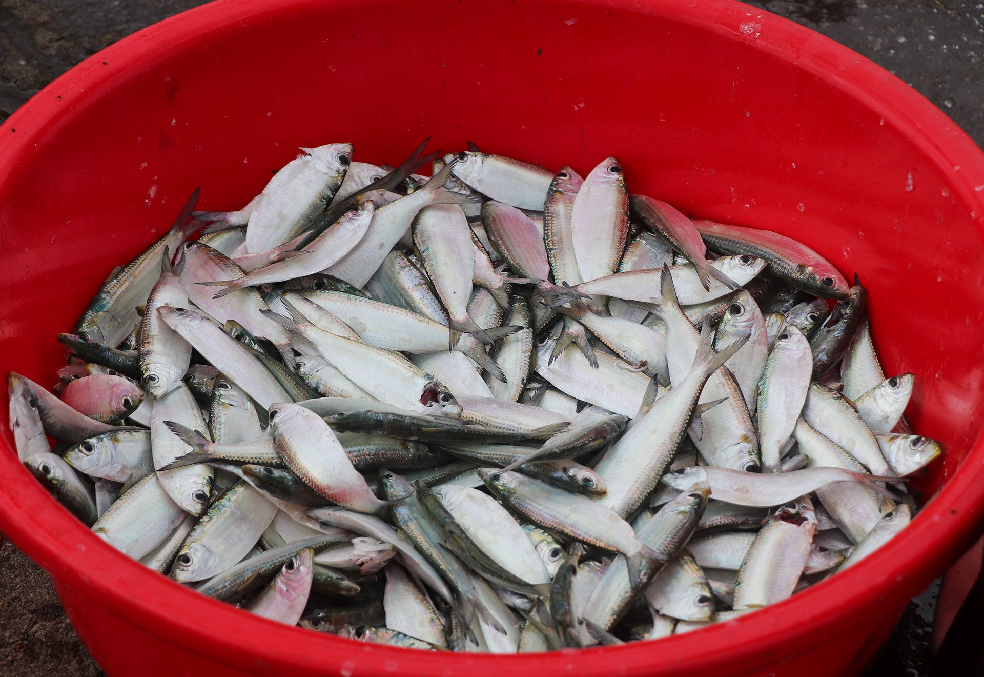 Nếu chuyến đi thuận lợi, ngư dân có thể thu được hàng tấn cá. Theo họ, mỗi kg cá trích dao động từ 15.000 đồng – 35.000 đồng tùy vào mùa.