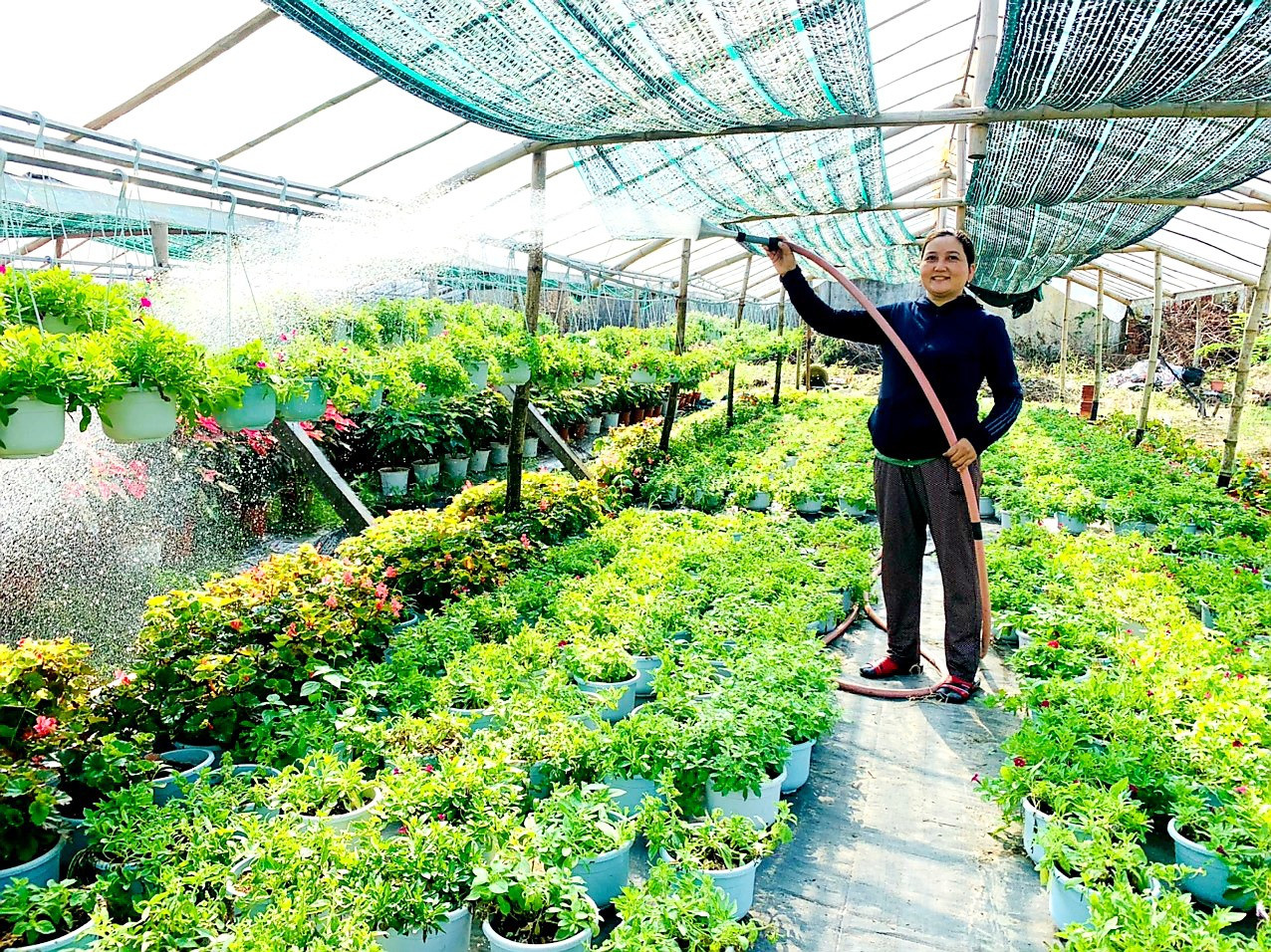 Người dân thôn An Hòa (xã Duy Trung) tập trung chăm sóc vườn hoa để chuẩn bị cung ứng ra thị trường dịp tết. Ảnh: Đ.T