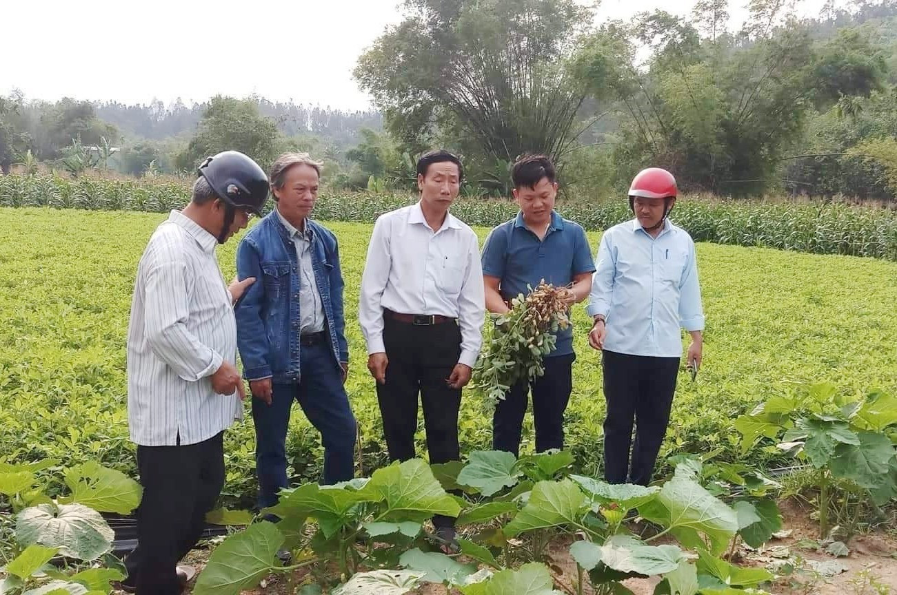 Mô hình tổ hội nghề nghiệp sản xuất đậu phộng của Hội nông dân thị trấn Trà My. Ảnh TÚ VÂN