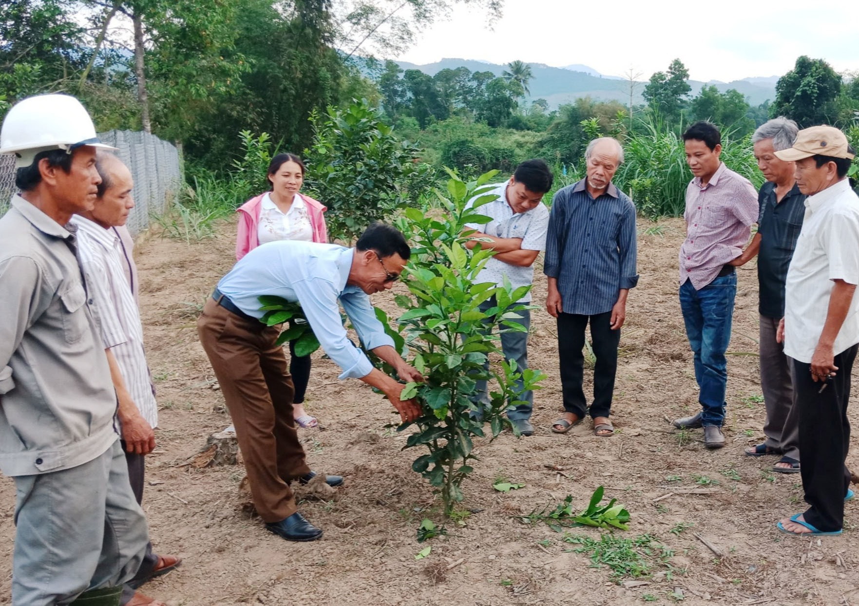 Thời gian qua, nông dân trên địa bàn huyện Nông Sơn tập trung đầu tư phát triển mạnh mô hình kinh tế vườn để nâng cao nguồn thu nhập. Ảnh: L.Đ