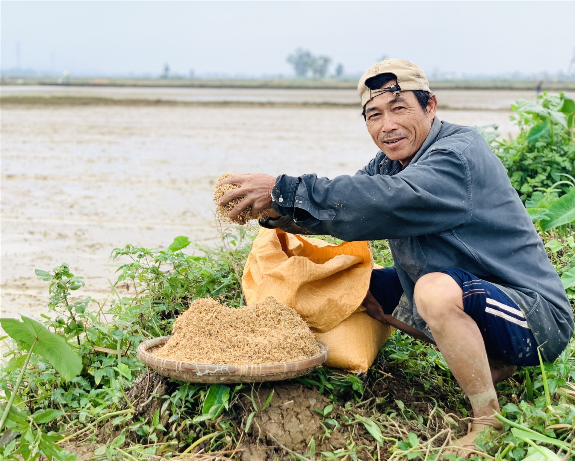 Vụ đông xuân này, nông dân trên địa bàn tỉnh chủ yếu sử dụng những loại giống lúa trung và ngắn ngày.     Ảnh: N.T