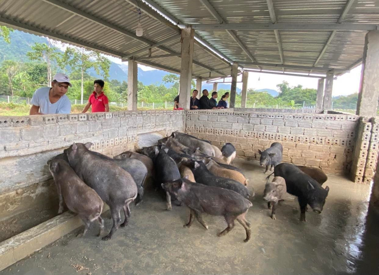 Dự án chăn nuôi heo đen không chỉ xóa đói giảm nghèo bền vững còn giúp bảo tồn nguồn gen quý cho loài heo bản địa miền núi Quảng Nam. Ảnh: V.L