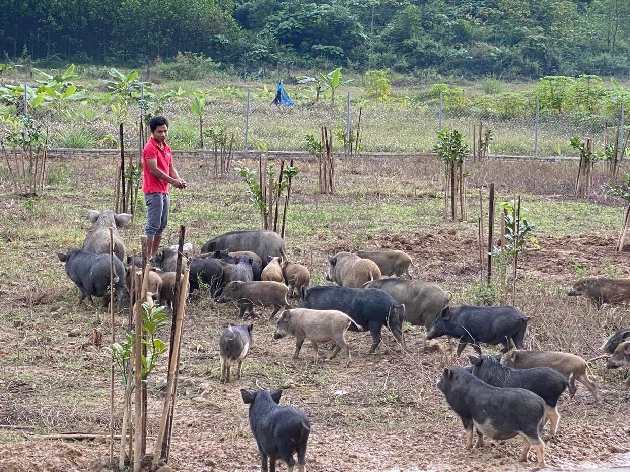 Mô hình nuôi heo đen tại Nam Giang mang lại hiệu quả cao. Ảnh: V.L