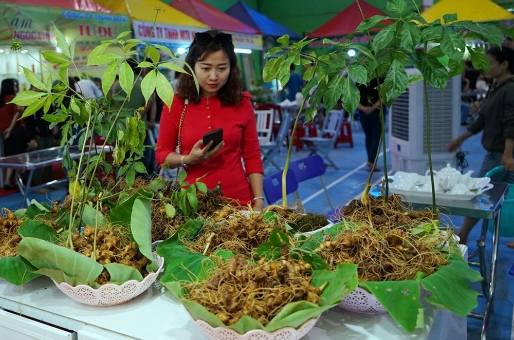 Ngoc Linh ginseng festival in Nam Tra My district (Quang Nam province)