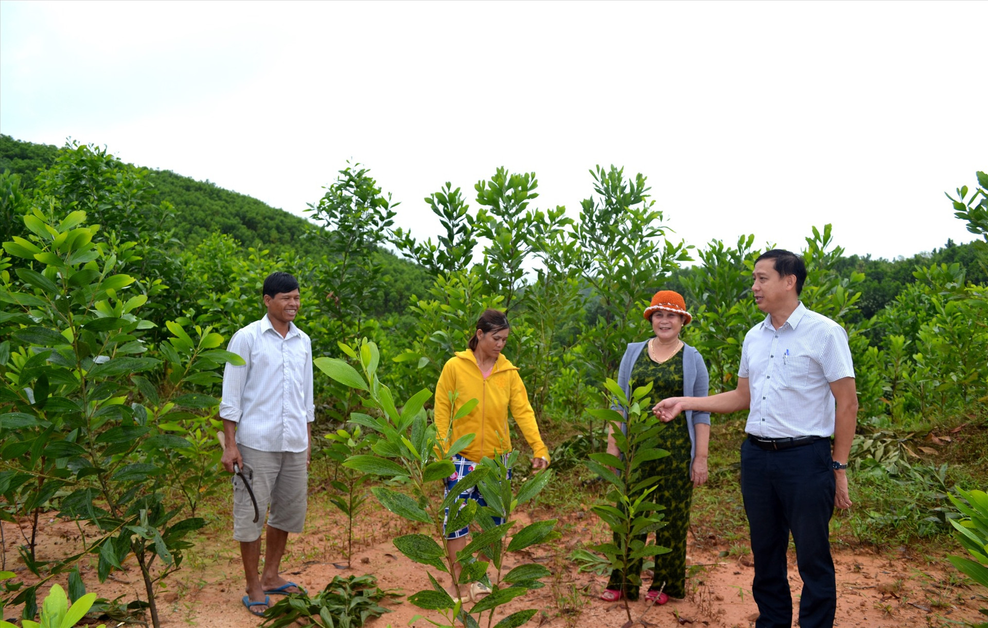 Hộ nghèo ở huyện Bắc Trà My tiếp cận vốn chính sách phát triển kinh tế rừng hiệu quả, thoát nghèo bền vững. Ảnh: VIỆT NGUYỄN