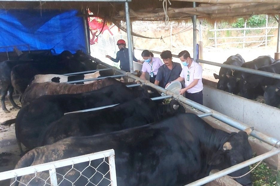 Tín dụng chính sách giúp hộ dân trên địa bàn huyện Quế Sơn xây dựng mô hình chăn nuôi bò hiệu quả, vươn lên thoát nghèo. Ảnh: Q.VIỆT
