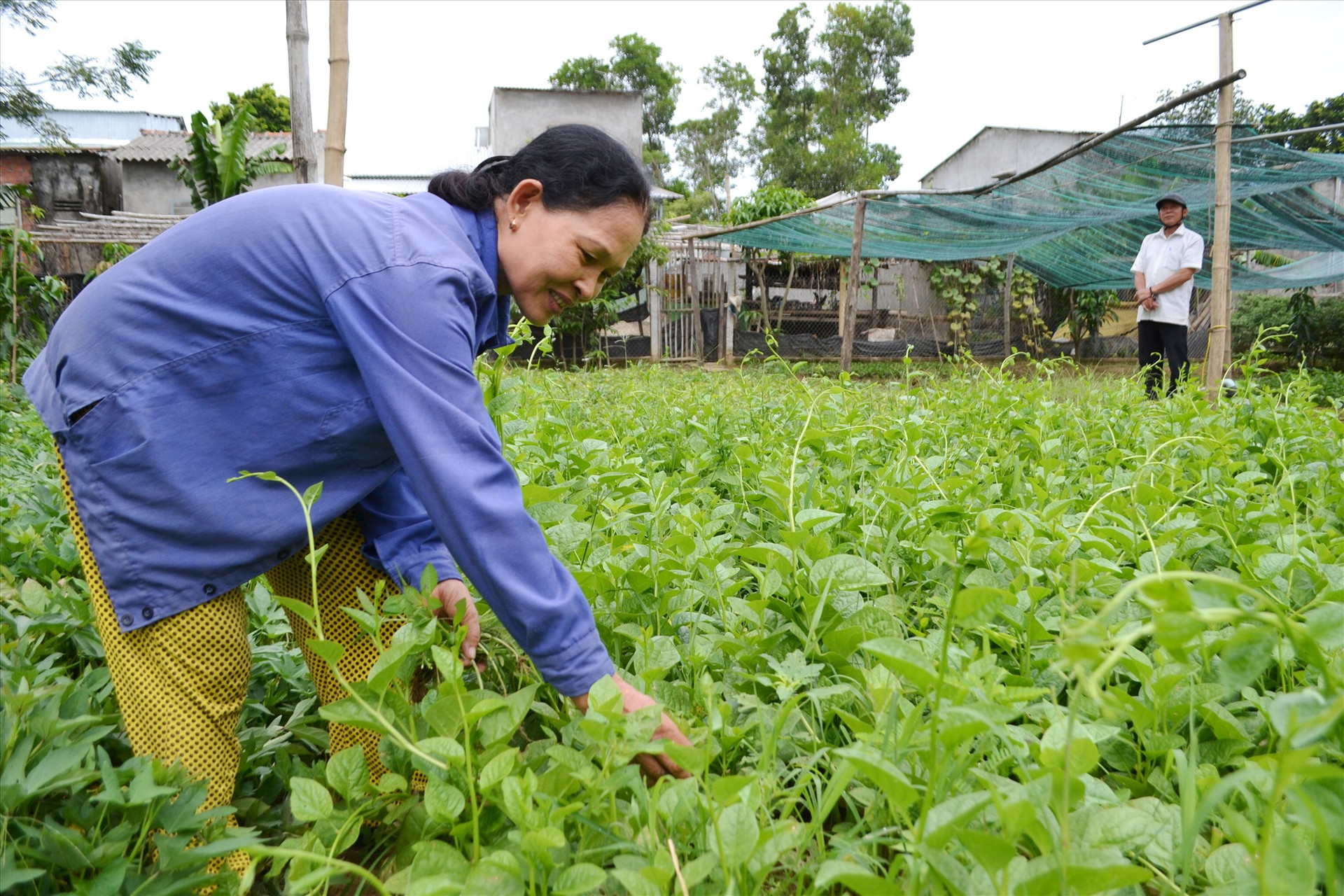 Nông dân Điện Quang cải tạo vườn tạp và trồng nhiều loại cây mang lại hiệu quả kinh tế. Ảnh: CT