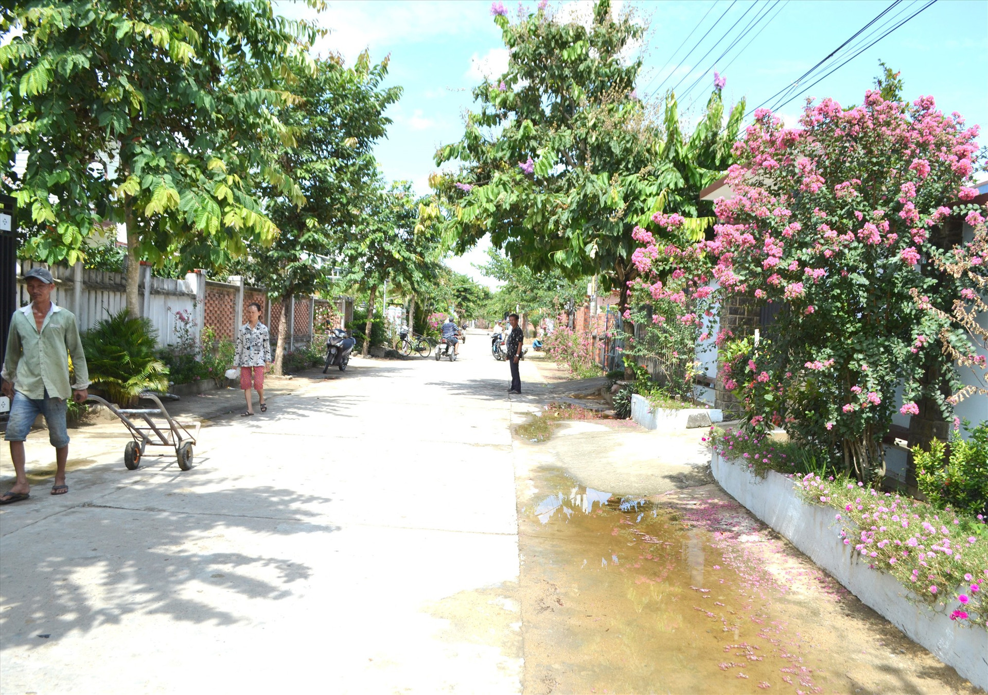 Một con đường do Chi hội Nông dân tự quản được trồng cây xanh, hoa ven tuyến. Ảnh: C.T