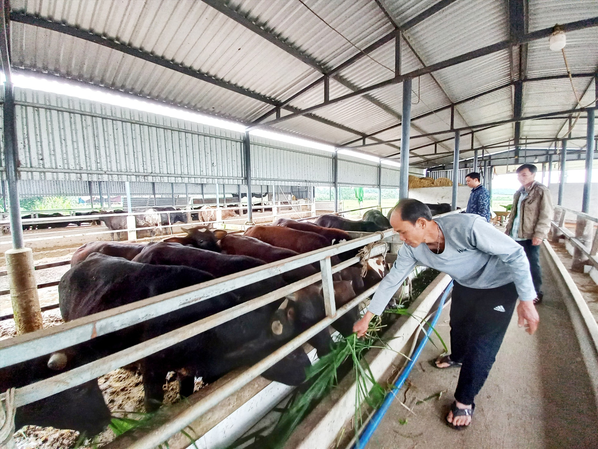 Mô hình nuôi bò 3B mang lại hiệu quả và đang được nông dân Điện Quang nhân rộng. Ảnh: CT