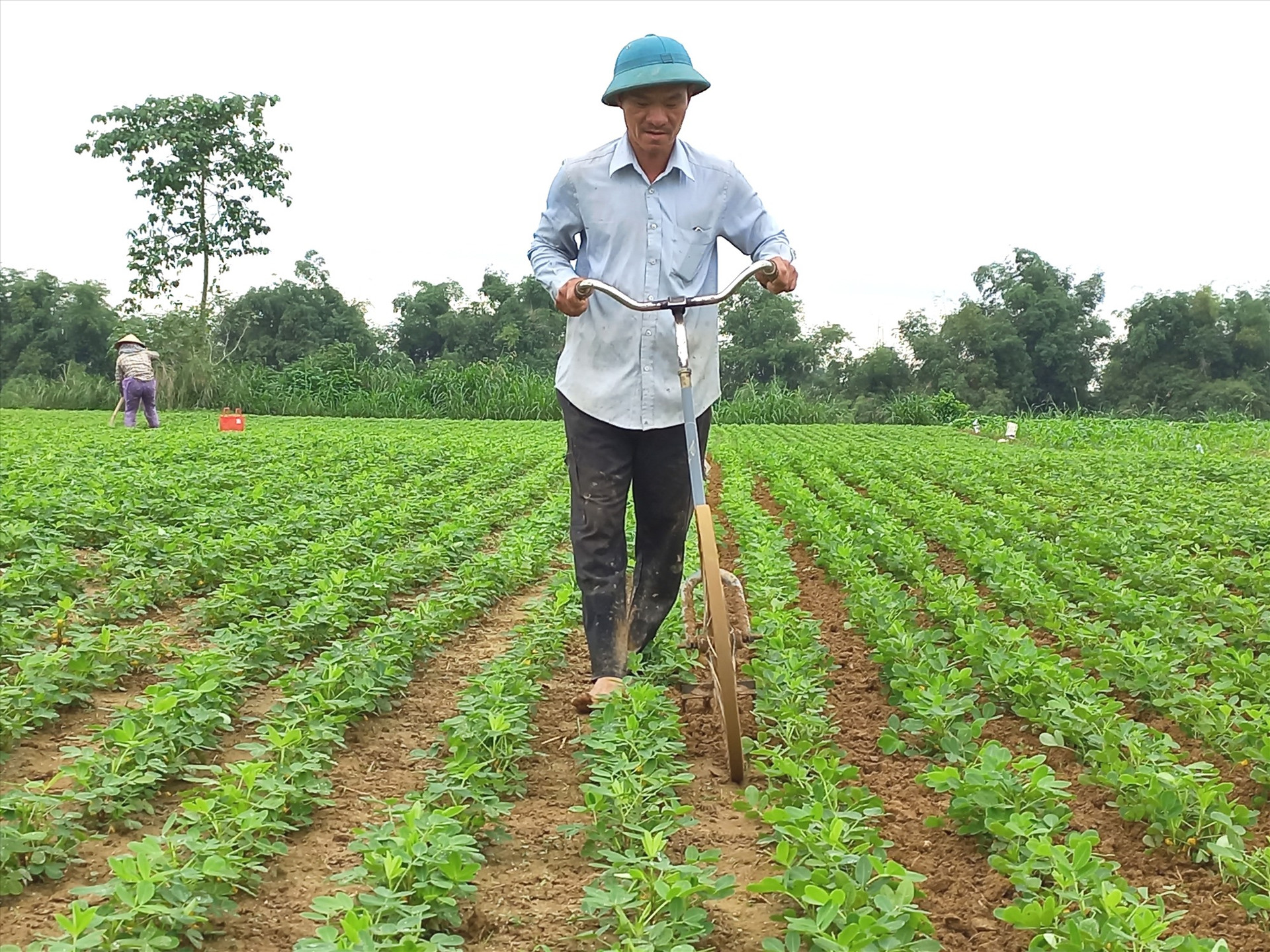 Nông dân Điện Quang vươn lên thoát nghèo từ làm nông nghiệp. Ảnh: KK