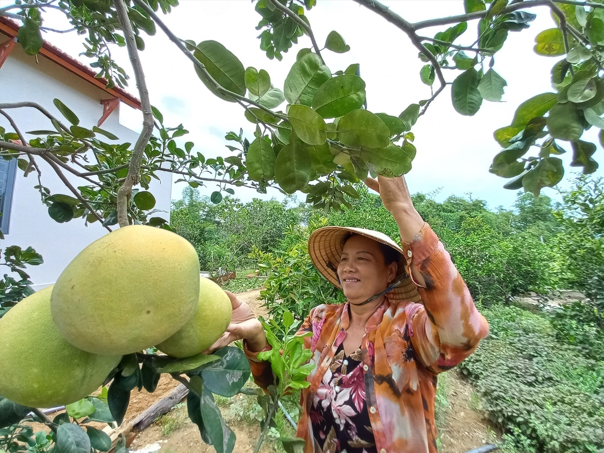 Nông dân Điện Quang cải tạo vườn tạp để trồng cây ăn quả và các loại rau có giá trị kinh tế. Ảnh: CT
