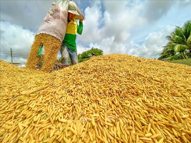 Thu hoạch lúa Hè Thu ở Cần Thơ. Ảnh tư liệu: Thanh Liêm/TTXVN