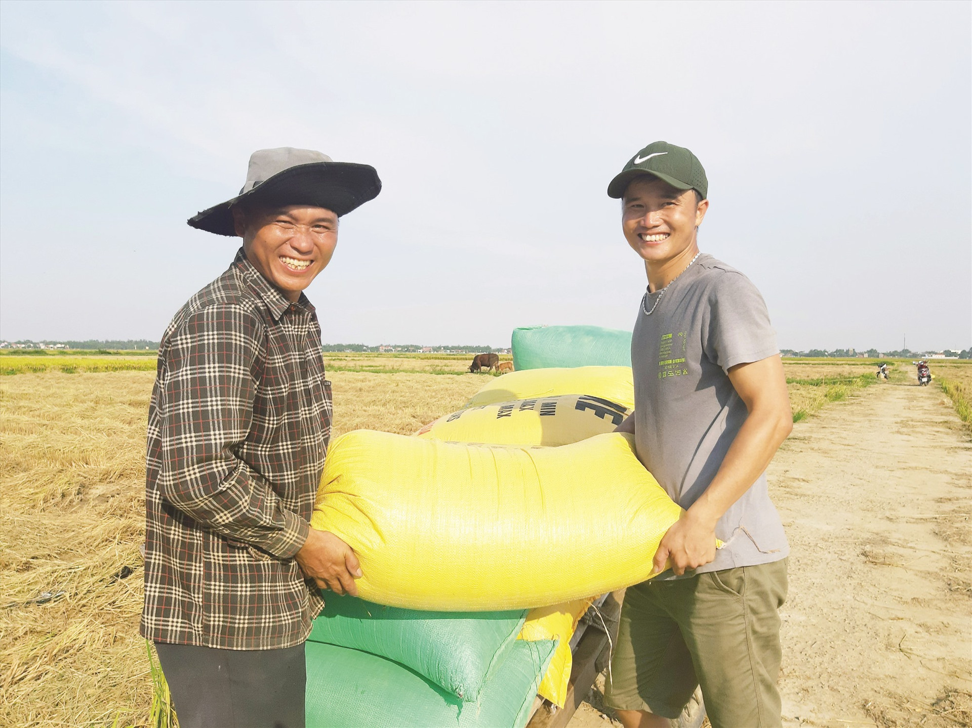 Liên kết với các DN sản xuất giống lúa hàng hóa, nông dân vùng đông Quế Sơn có nguồn thu nhập cao và yên tâm về đầu ra sản phẩm.