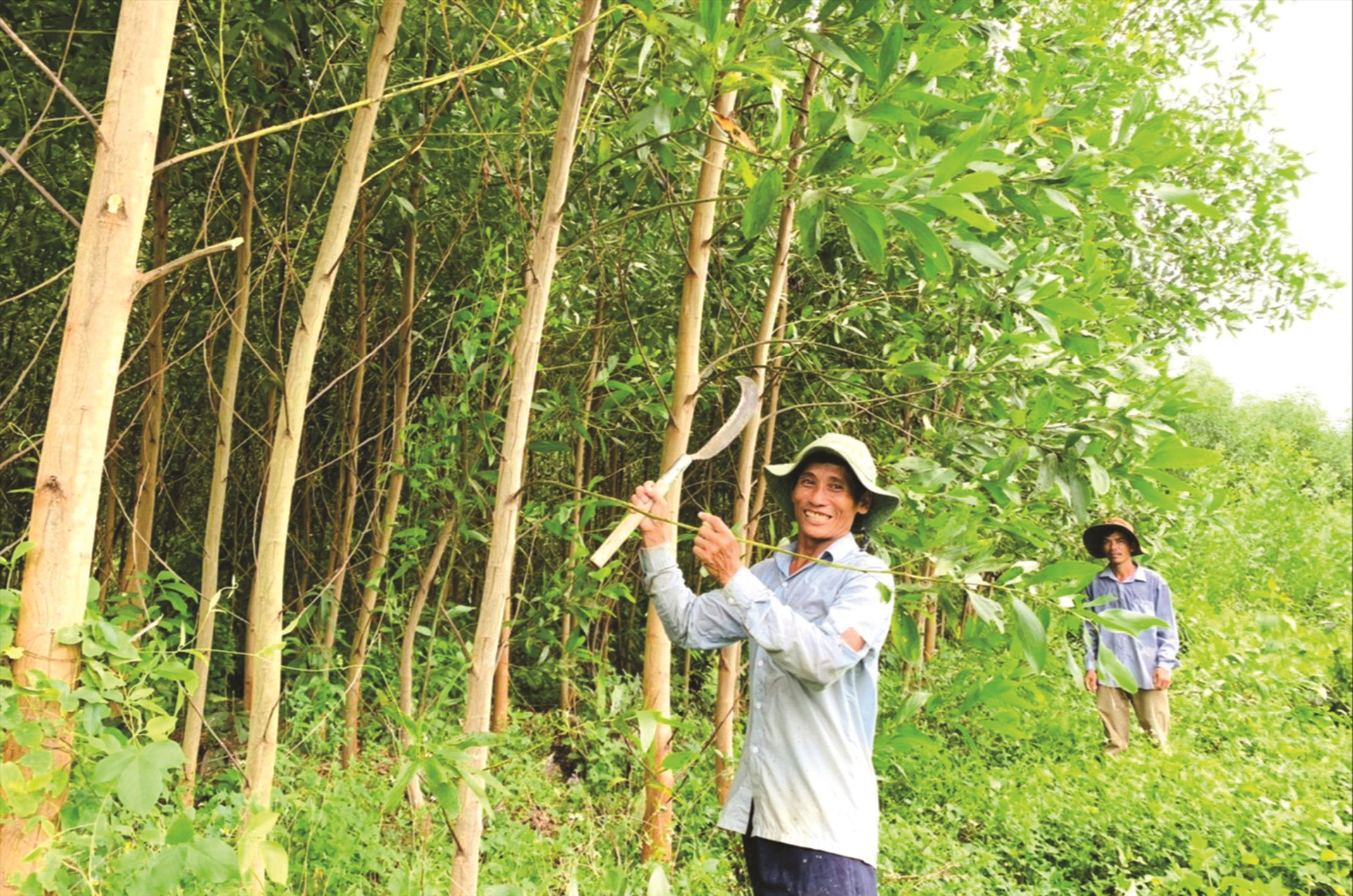 Trồng rừng nguyên liệu là hướng chủ lực trong phát triển kinh tế nông - lâm nghiệp ở Quế Sơn.