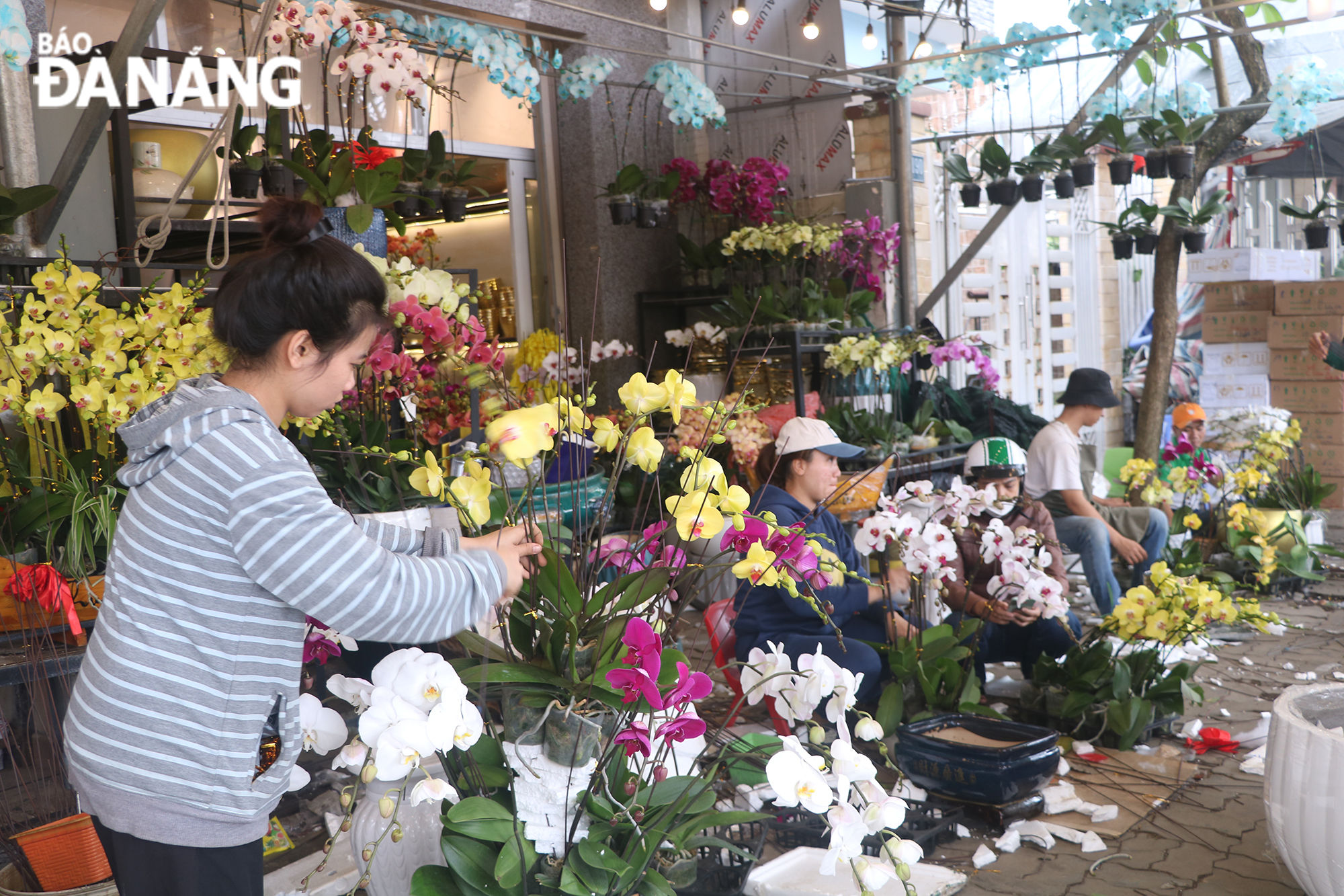 Nhân viên trong một cửa hàng trên phố chuyên doanh hoa Nguyễn Đình Tựu đang cắm hoa lan trang trí Tết.