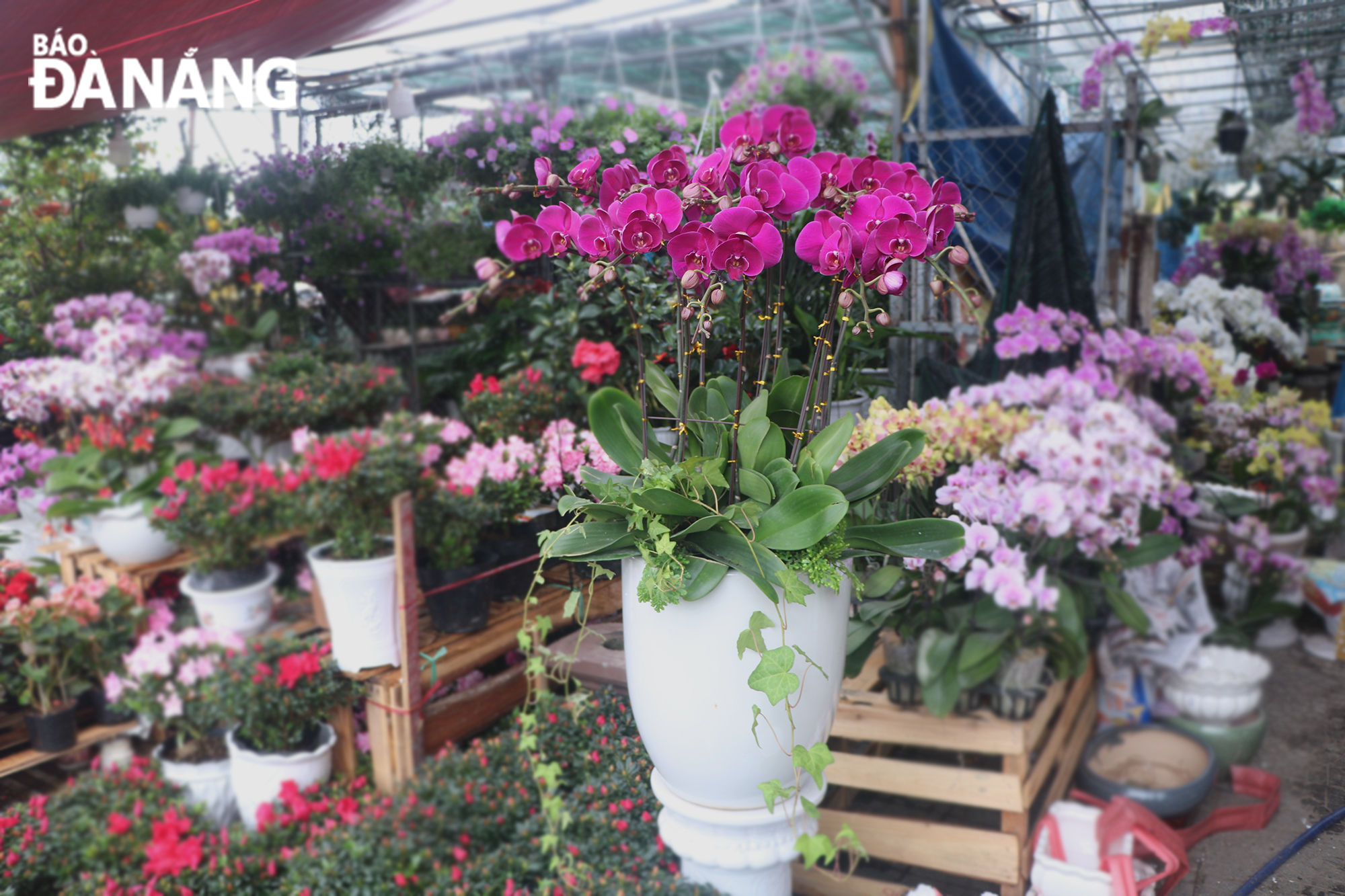 Nhiều chủng loại hoa được trưng bày, giới thiệu tại các tuyến phố chuyên doanh hoa trên địa bàn.