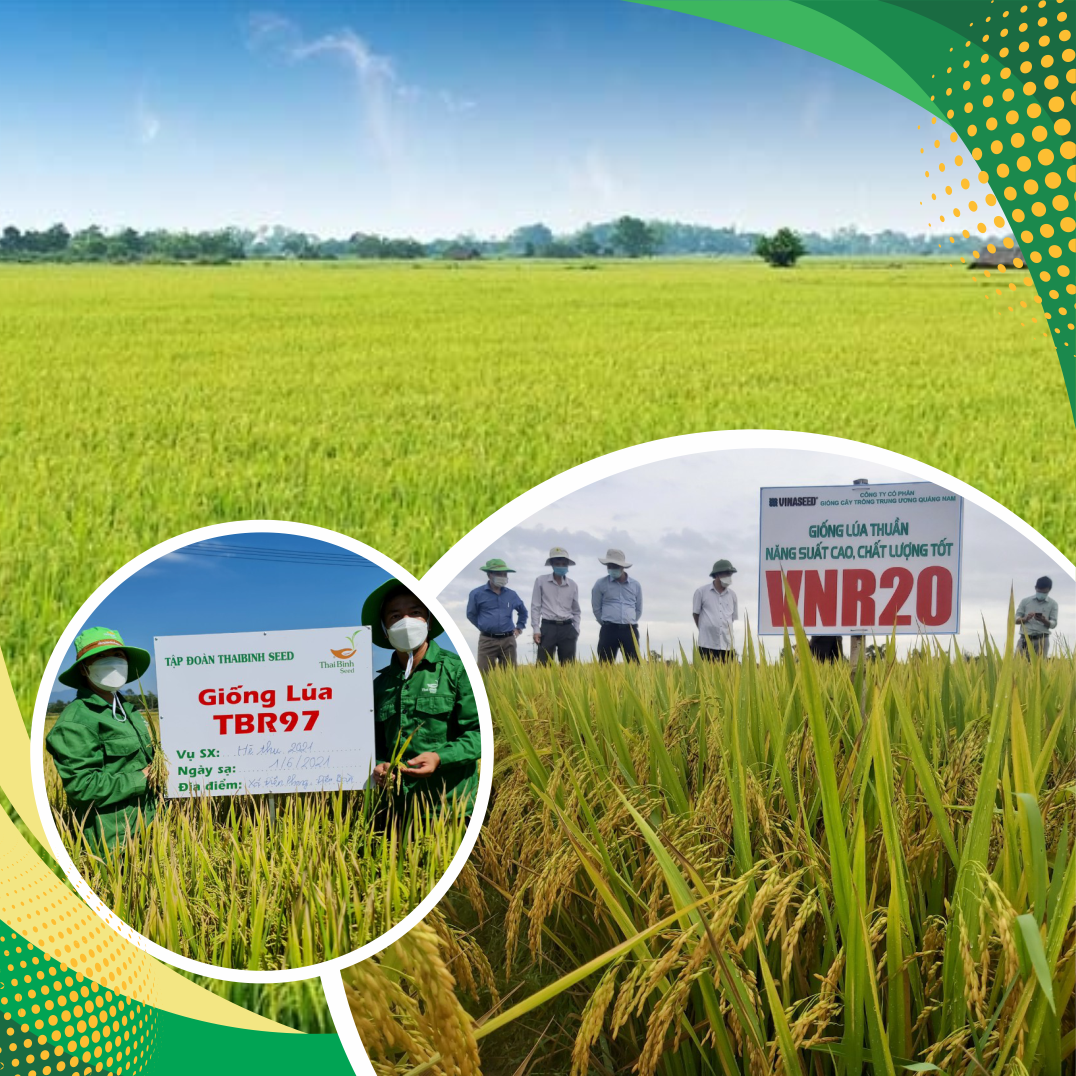 Quảng Nam có lợi thế về phát triển nông nghiệp bền vững, hiện đại. Ảnh: S.Đ