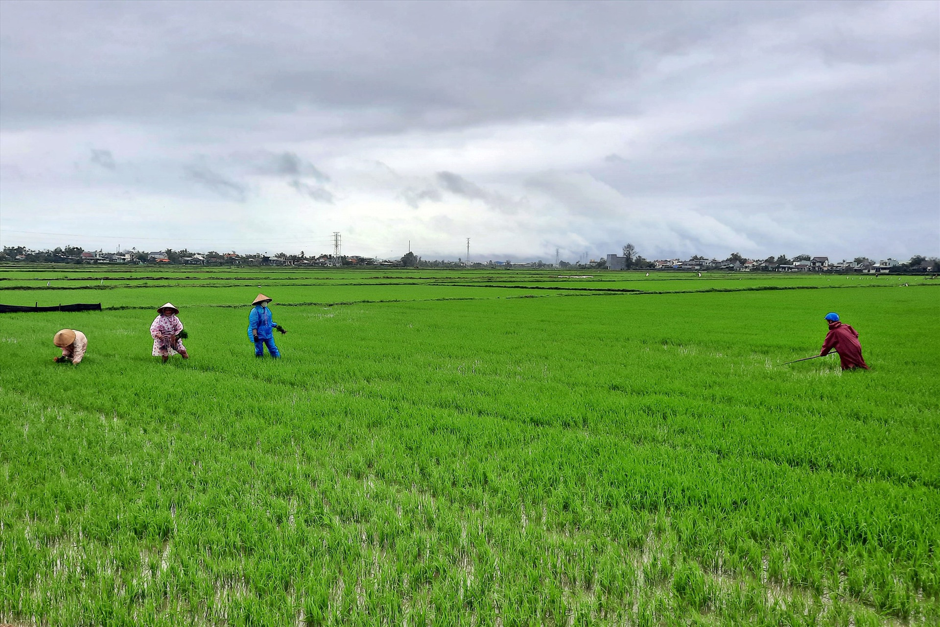 Cánh đồng sản xuất lúa giống của Đội 5 - thôn Hòa Bình (xã Duy Phước) xanh mướt. Ảnh: H.Đ