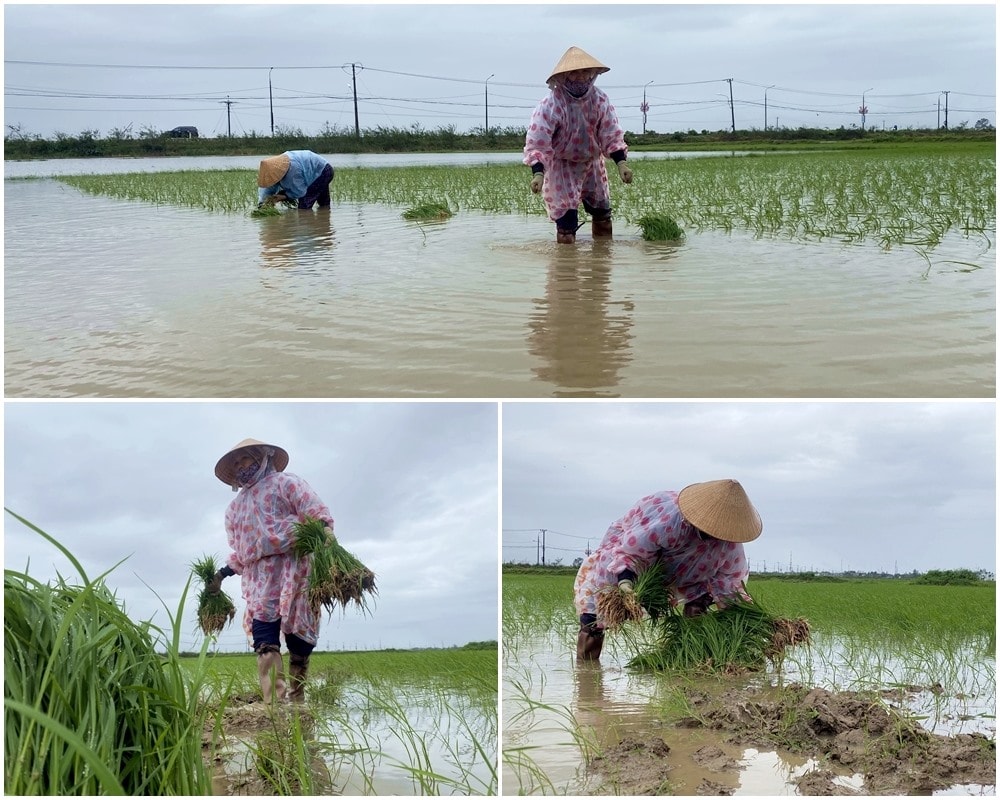 Bà Lê Thị Nở nhổ mạ để cấy dặm cho các diện tích lúa không phát triển do ngập nước. Ảnh: H.Đ