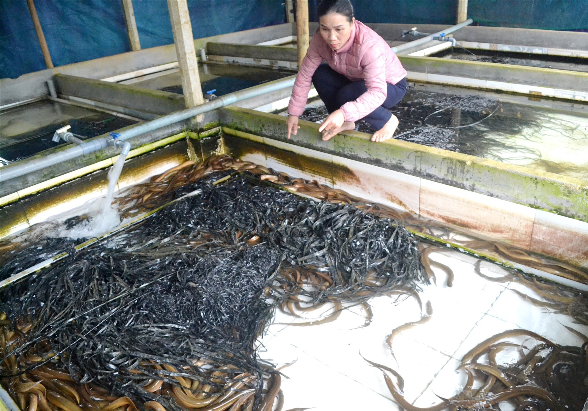 Bà Nguyễn Thị Kim Tiến cho rằng nuôi lươn không bùn tạo sức bật cho xây dựng nông thôn mới. Ảnh: VIỆT NGUYỄN