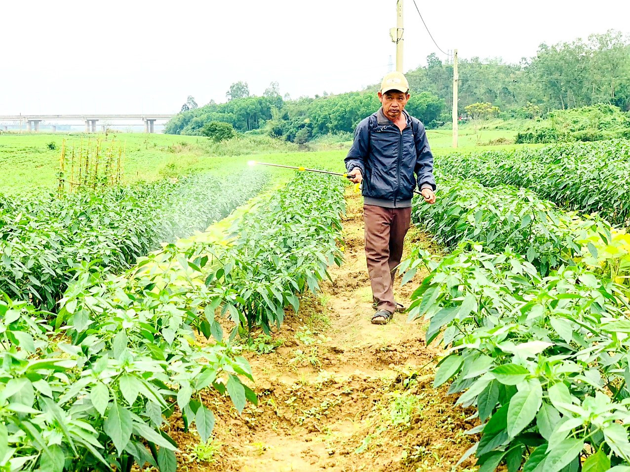 Những ngày qua, nông dân trên địa bàn huyện Duy Xuyên tập trung phun trừ sâu bệnh gây hại cây ớt và nhiều loại hoa màu khác. Ảnh: VĂN SỰ